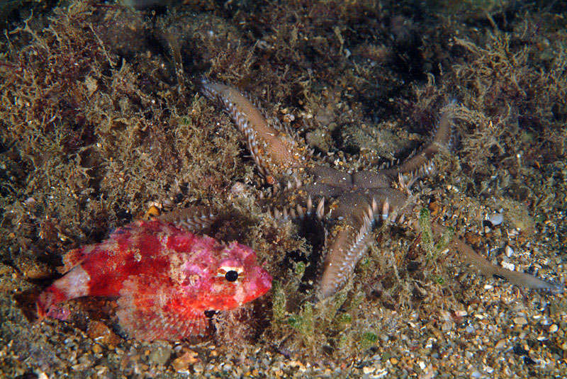 Scorpaena cf. notata con Astropecten platyacanthus